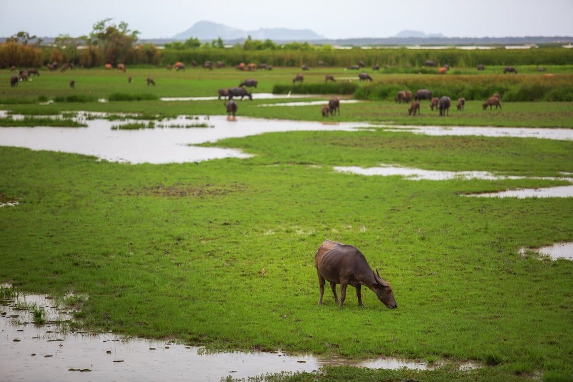 Water-buffalo