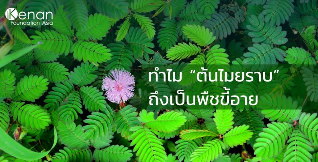 mimosa-pudica-1024x524-1